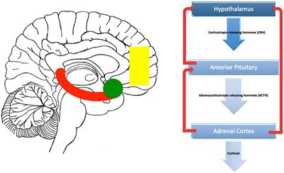 Childhood Trauma, the HPA Axis and Psychiatric Illnesses: A Targeted Literature Synthesis